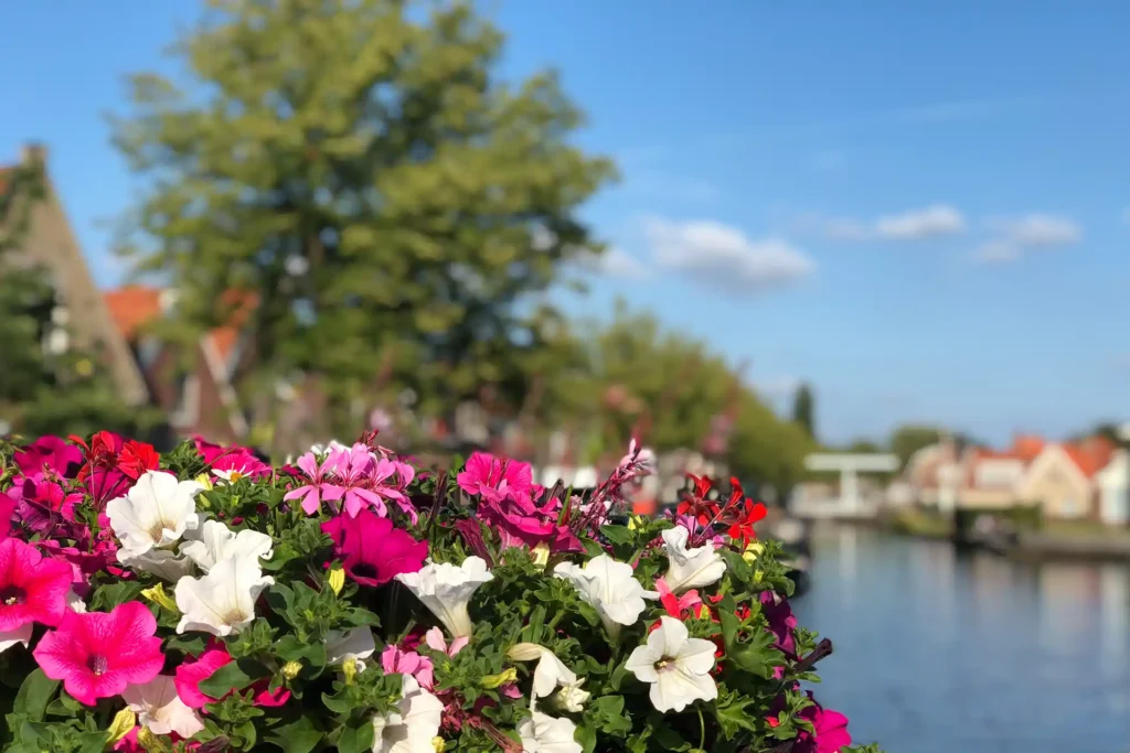 Bloemen Joure