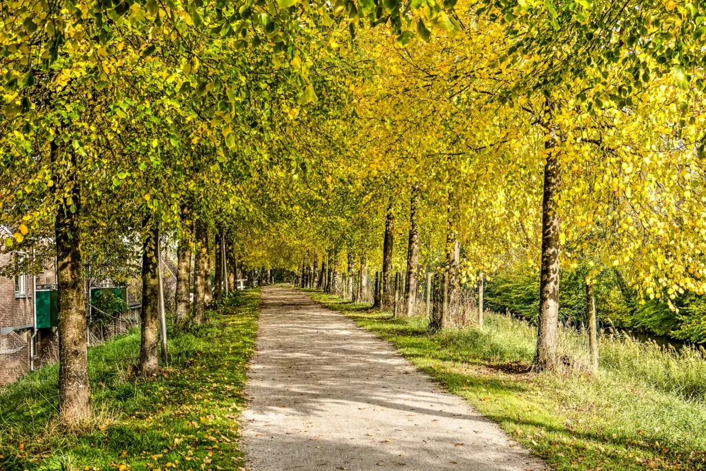 Omgeving